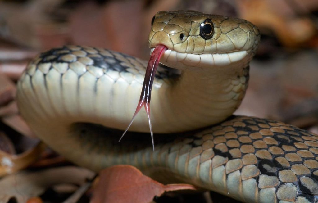 Snakes On A Tax Return—Why You Can’t Deduct Damage From A Snake-Infested House On Your Tax Return
