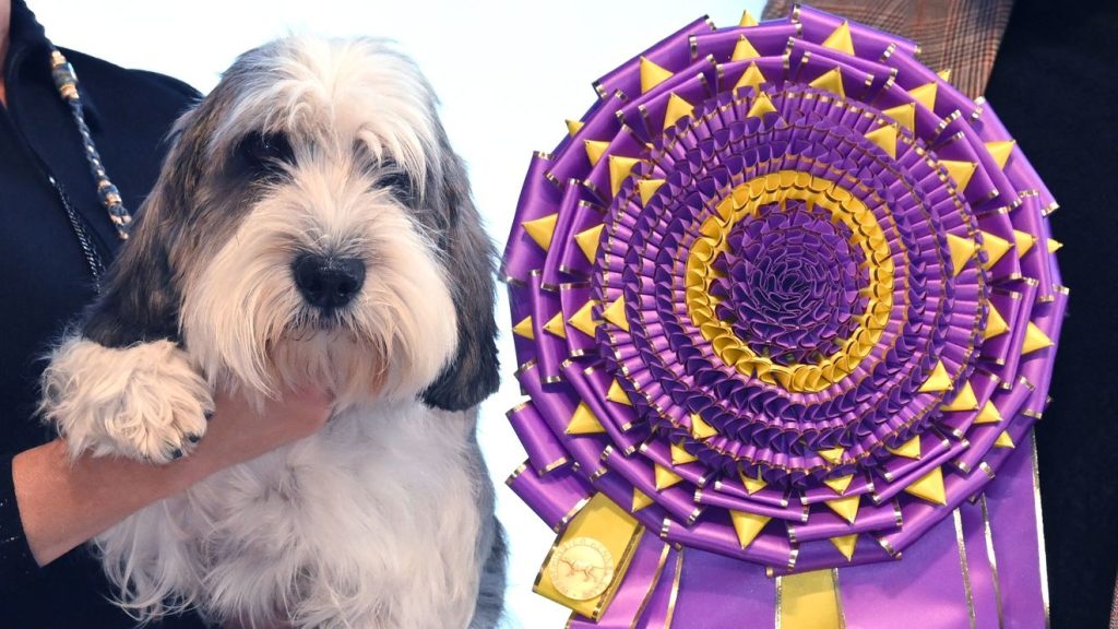 5 things to know about the petit basset griffon Vendéen, the dog breed that just claimed a top prize