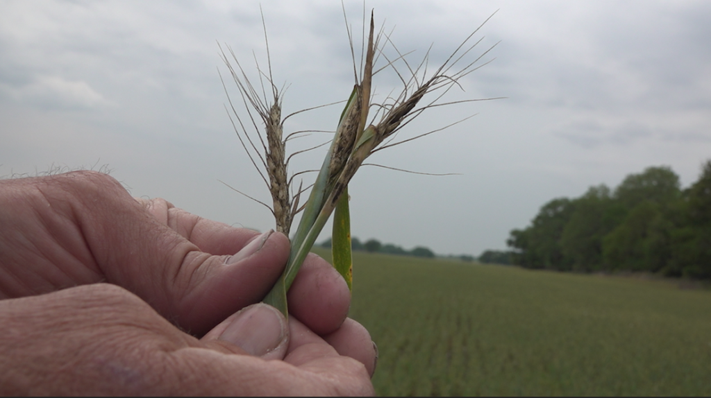Devastating wheat harvest looms as Kansas farmers deal with relentless drought