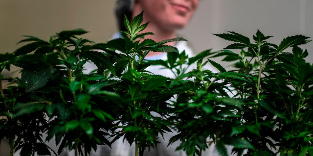 Cannabis company Cronos Group confirms merger talks but says it’s too early to say if it’ll reach a deal