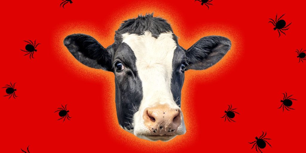 What is alpha-gal syndrome? CDC warns 450,000 people may have had this tick-related meat allergy.