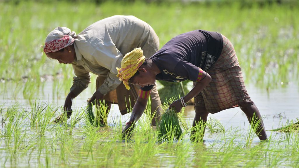 India’s rice export ban to hurt millions globally. These countries will be the worst hit