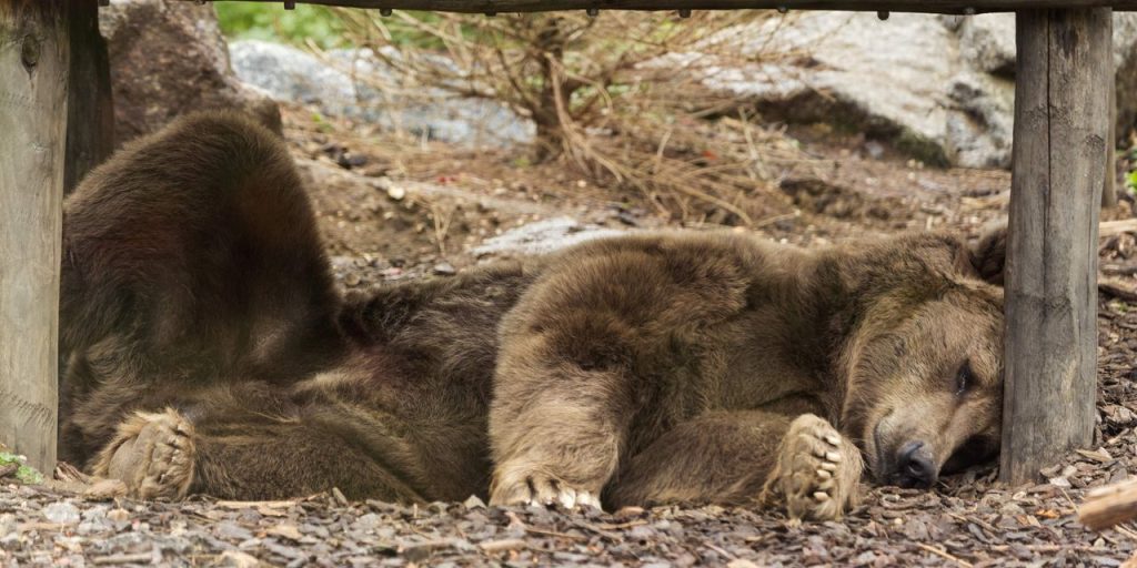 The bear market has been nearly erased. Here’s what comes next.