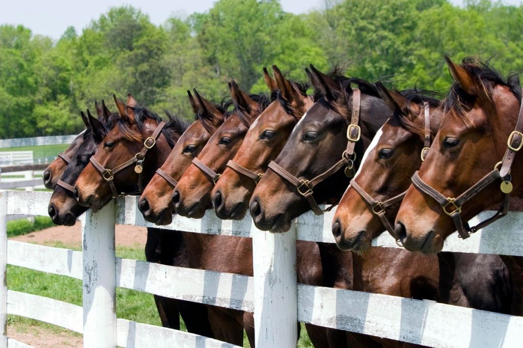 Tax Court Judge Suggests Glue Factory For Retired Thoroughbred Horses