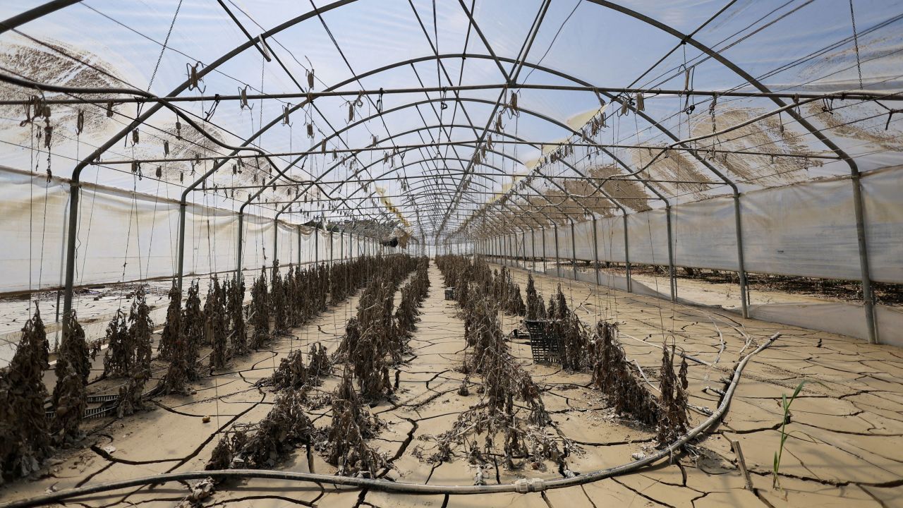 Tomato plants covered with cracked solidified mud in a greenhouse, in the aftermath of deadly floods in Emilia-Romagna, in Forli, Italy June 1, 2023.
