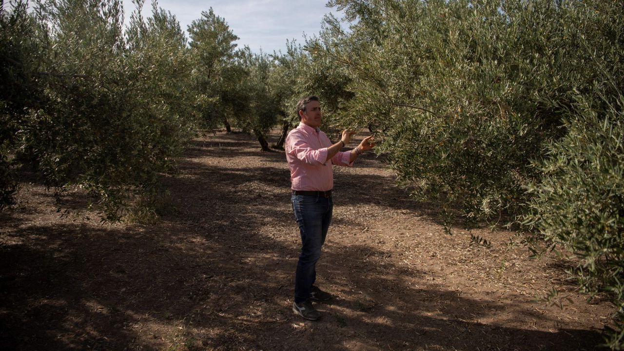 Farmer Cristobal Cano checks his olive grove near Jaen, Spain, on May 5, 2023. Drought and heat are causing fears of a