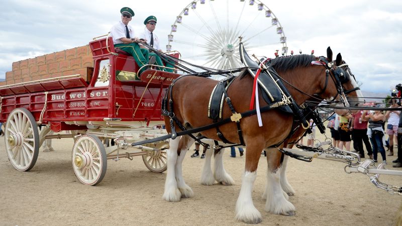 Budweiser won’t cut off the tails of its famous Clydesdale horses