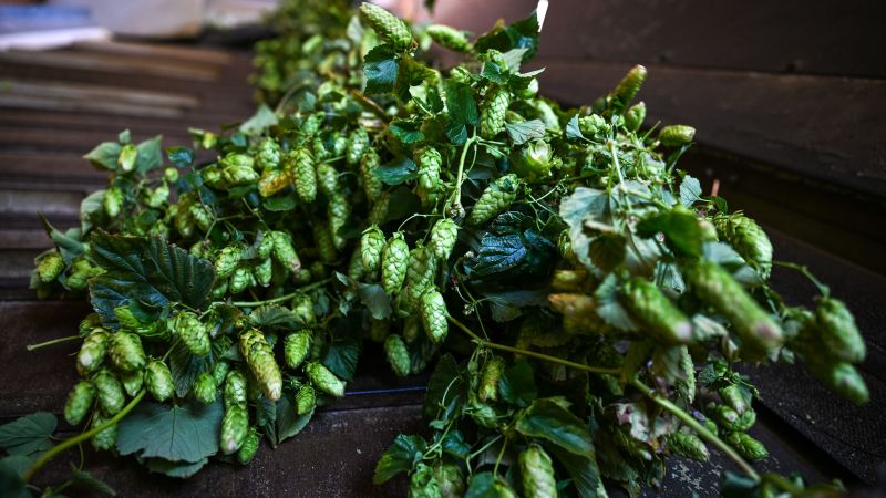 The climate crisis is coming for your hoppy beer